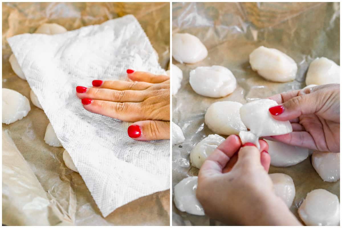 Two images showing sea scallops being dried with a paper towel then the side muscle removed to prepare for the best scallops recipe. 